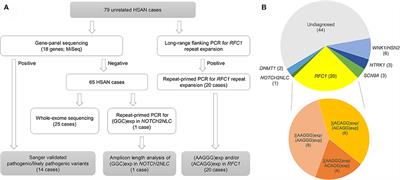 Multi-type RFC1 repeat expansions as the most common cause of hereditary sensory and autonomic neuropathy